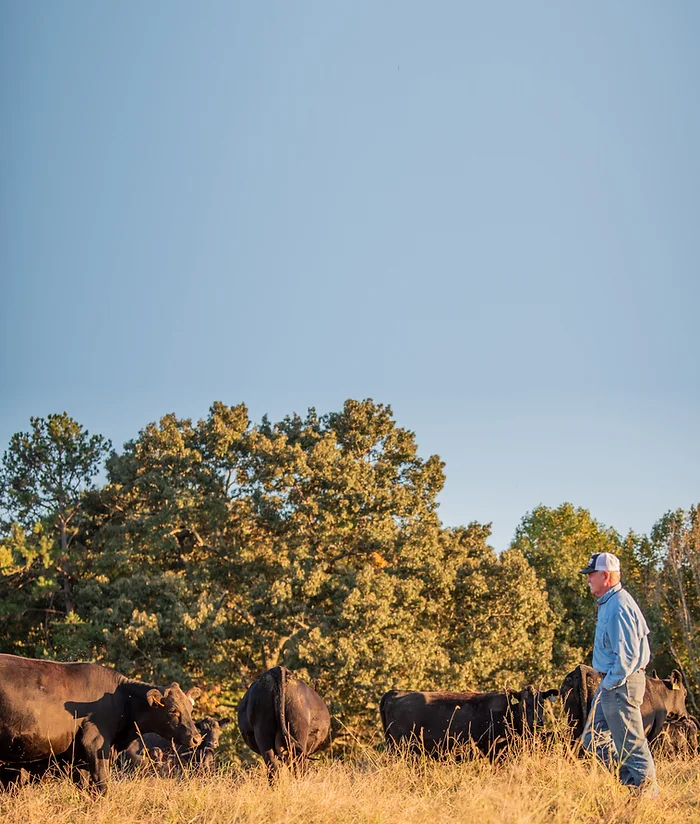 cattle in pasture 