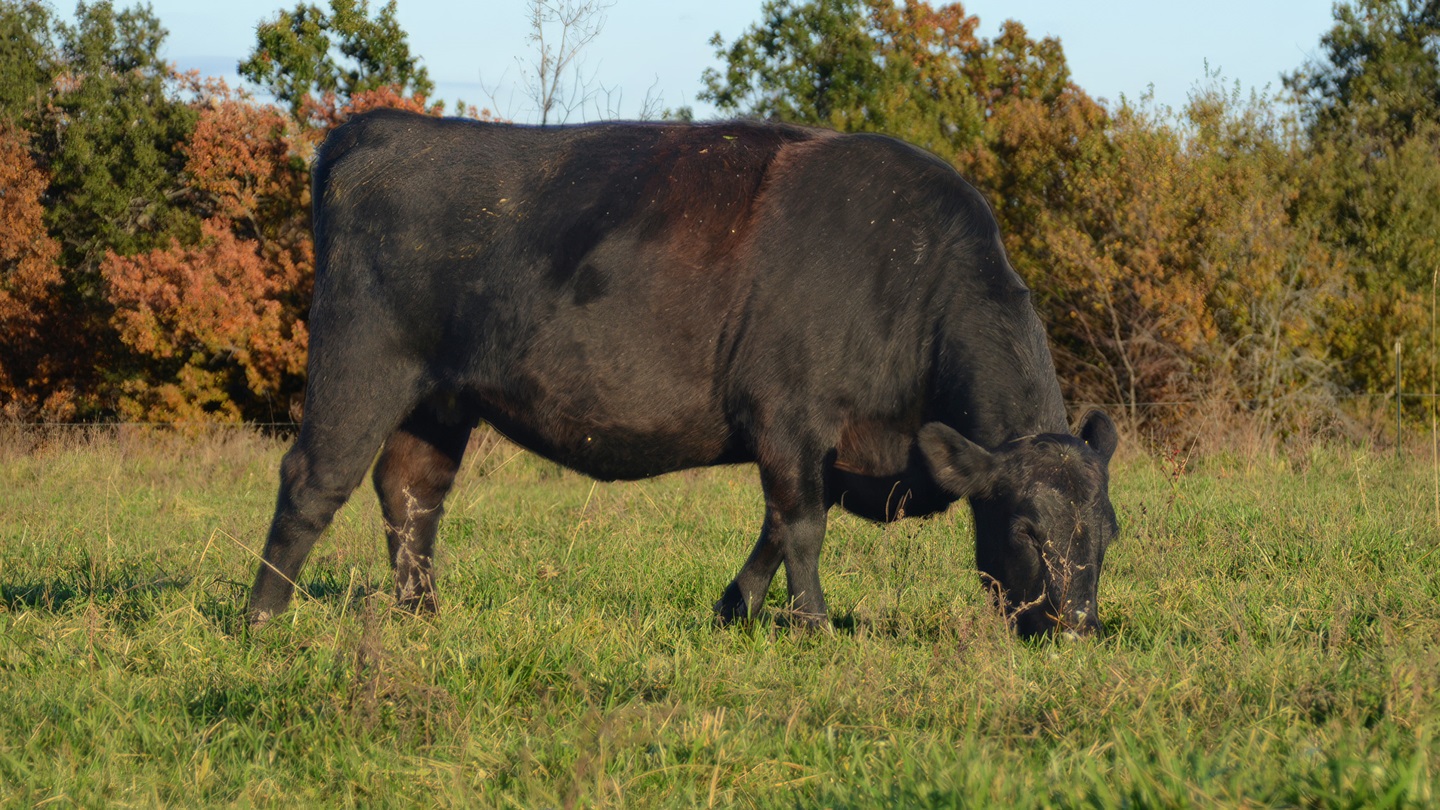 cow on fall pasture