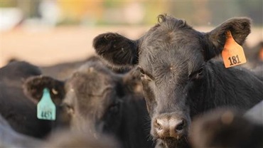 Black Angus calf sticking head up above other animals coming to feed