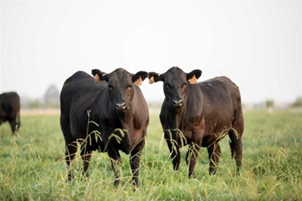 Two black angus calves standing in a green pasture