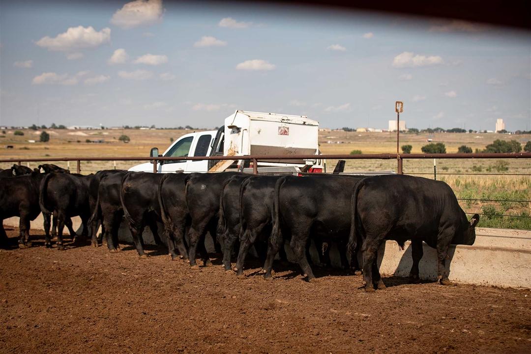 Group of feeder calves at bunk as feed truck drives through and fills feed troughs.