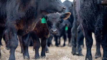 Black Angus calf looking through the legs of other, older cattle