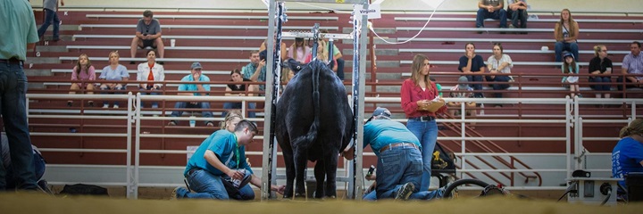 Team members working together to fit their animal during the team fitting contest at the National Junior Angus Show.