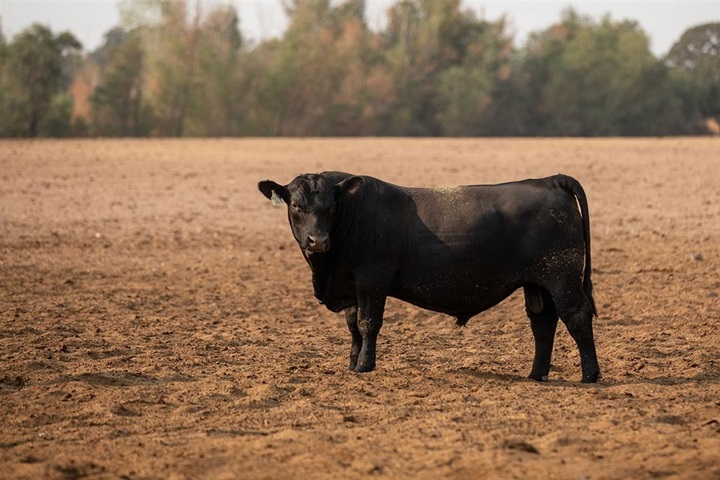 Bull standing in lot.