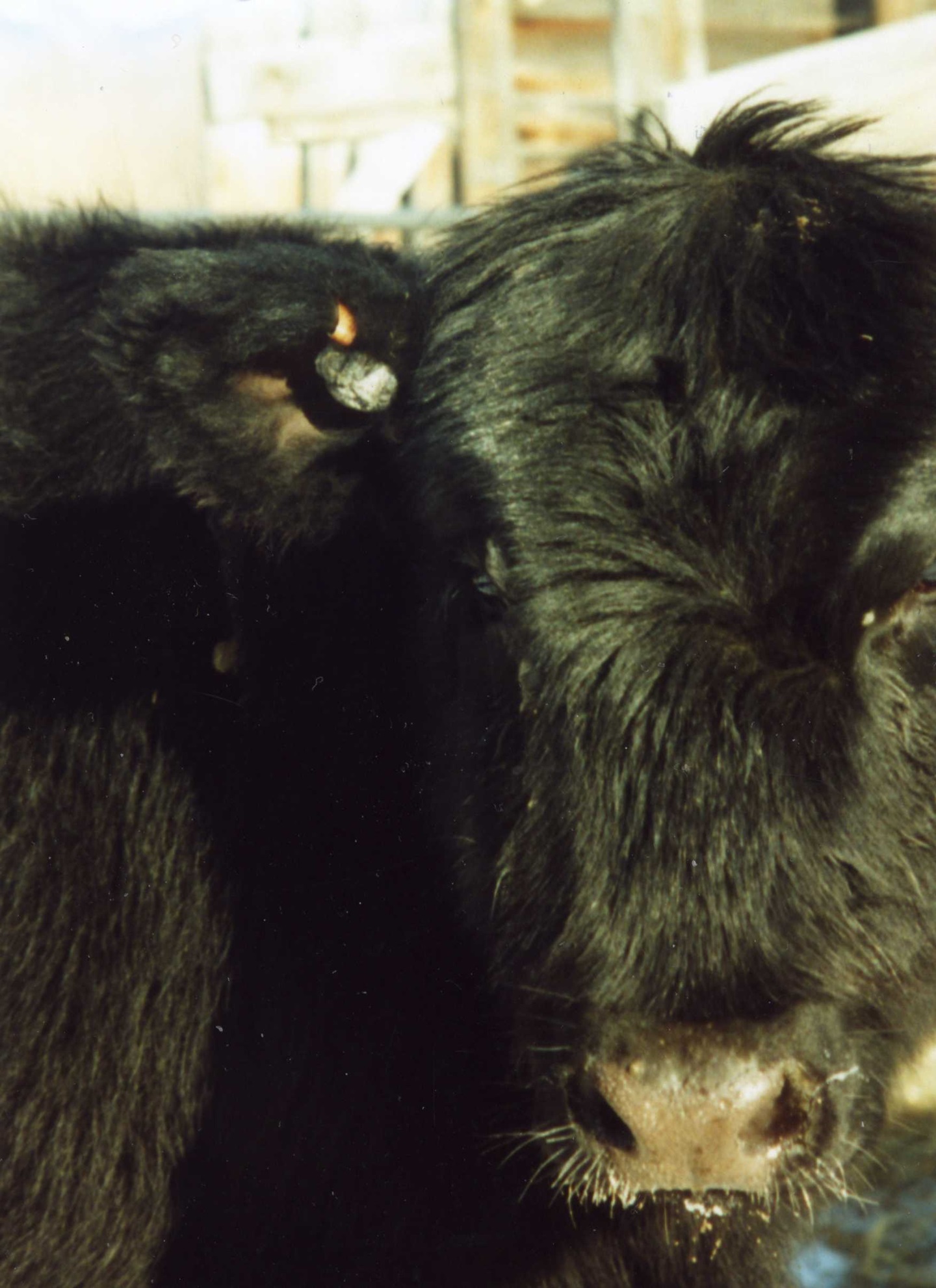 warts on cow