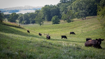 Black Angus cattle grazing in a grassy valley among mountains