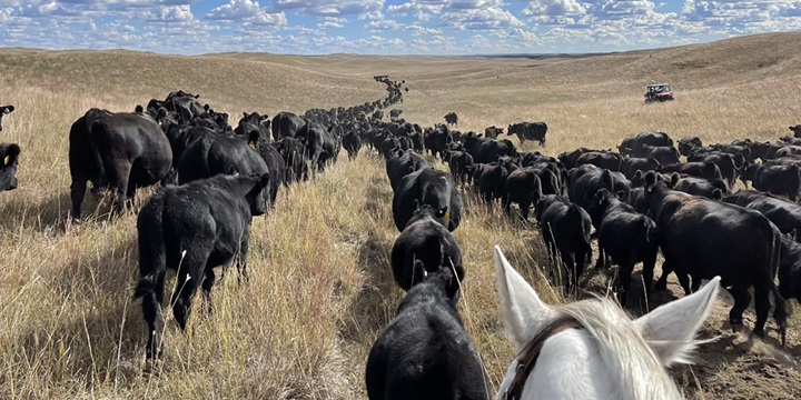 cattle drive