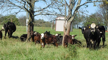 Heifers with their first calves at side. [Photo courtesy University of Missouri Extension.]