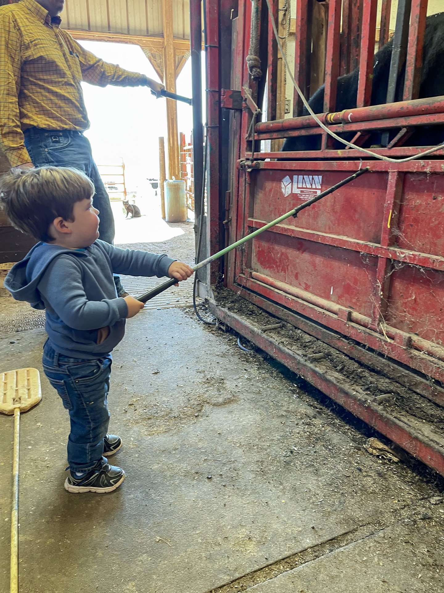 working cattle