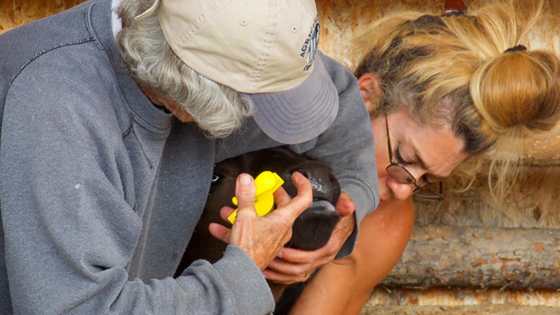 Medicating calf via dose syringe
