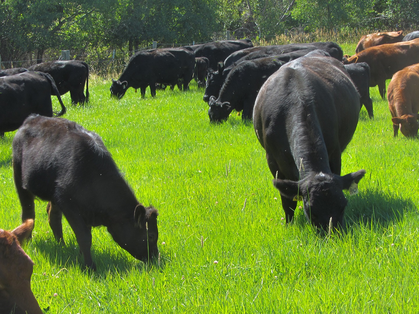 Cows-calves-on-pasture