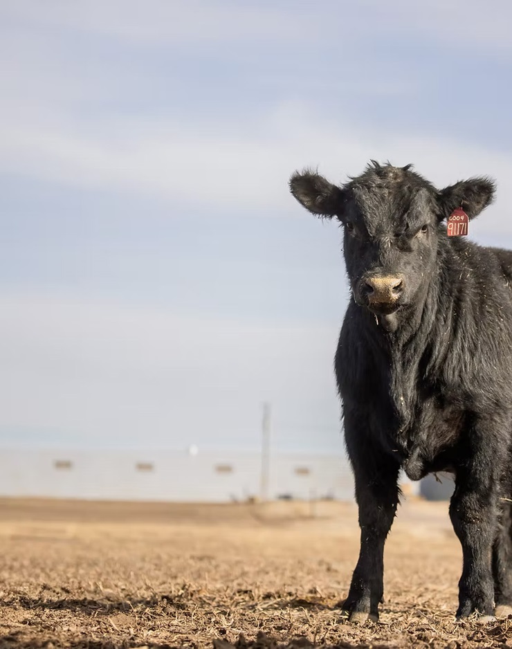 Calf looking at the camera