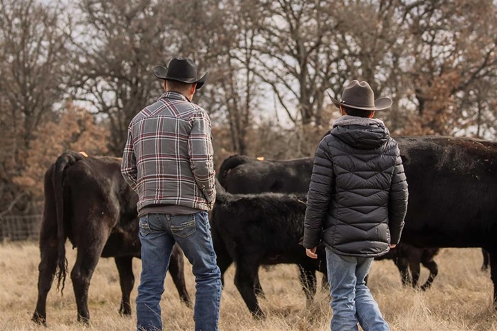 People looking at cattle.