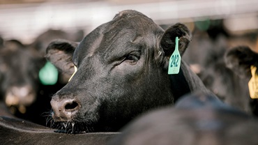 A steer lifts its head above its pen mate in Kansas feedyard.