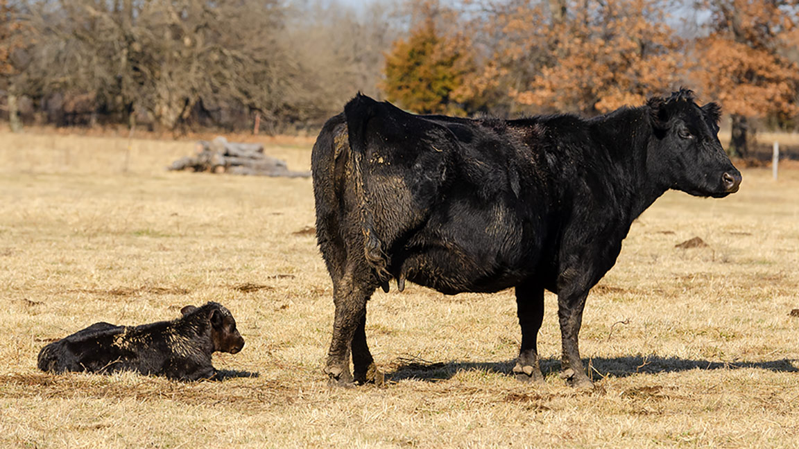 calving