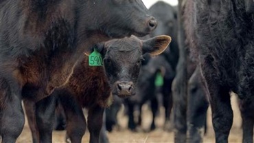 Calf looking through legs of taller cattle in pasture