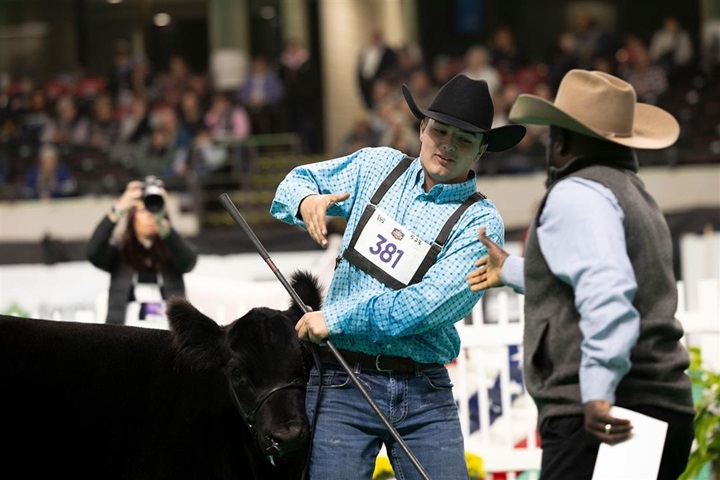 A young man shaking hands with the judge after being selected class winner at the North American Livestock Exhibition in Louisville, Kentucky.
