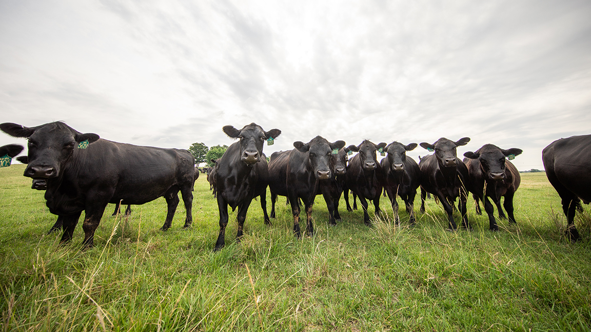 cattle in a line