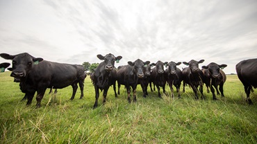 cattle in a line