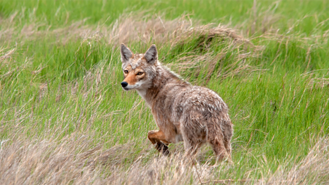 K-State wildlife specialist Drew Ricketts says coyote problems become more common during the summertime on small ruminant operations because the timing coincides with when they pup and require more energy from larger food sources. [Photo courtesy K-State Research & Extension.]