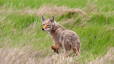 K-State wildlife specialist Drew Ricketts says coyote problems become more common during the summertime on small ruminant operations because the timing coincides with when they pup and require more energy from larger food sources. [Photo courtesy K-State Research & Extension.]