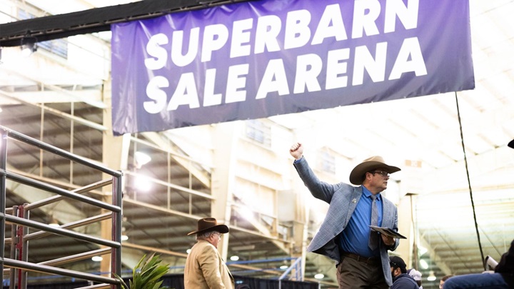 A ringman taking a big in the Superbarn Sale Arena. 