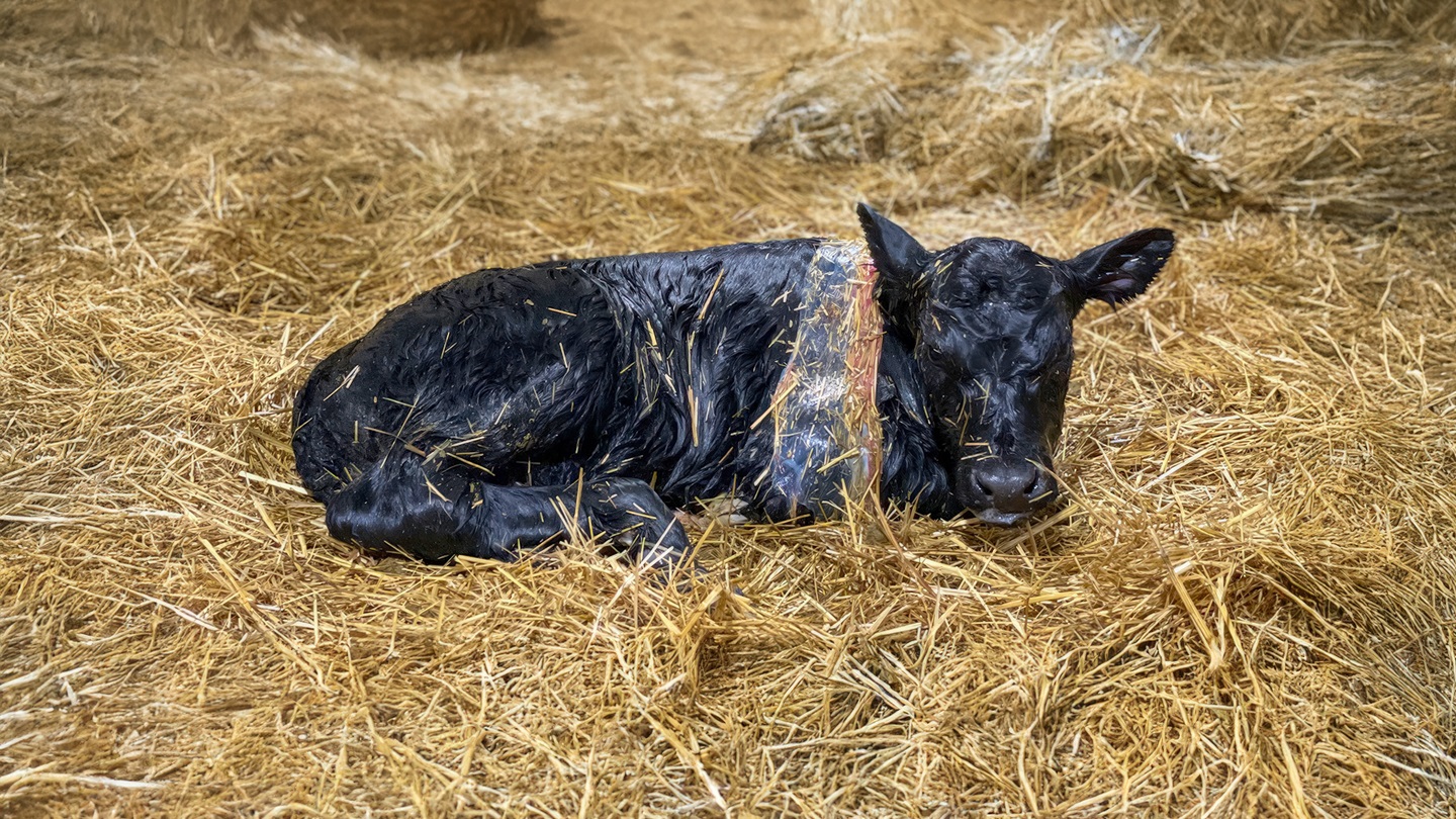 newborn calf