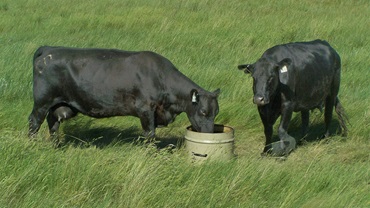Cows at feeder