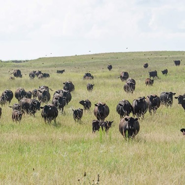 Herd in a field