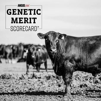 Cows with genetic merit scorecard