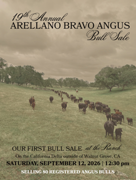 Arellano Bravo Sale Book