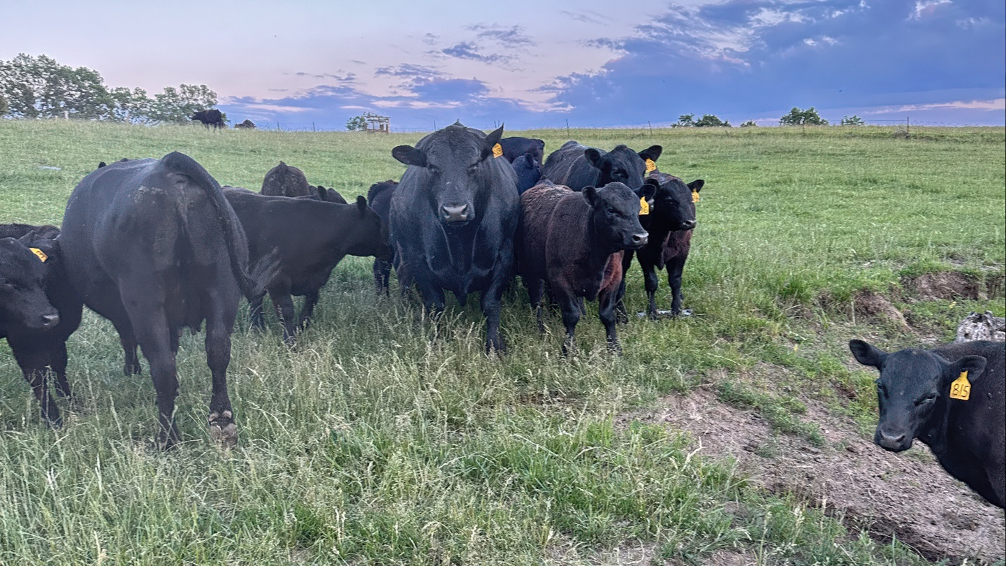 Bull with herd on pasture