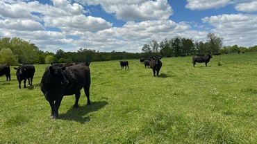 Cattle in a field