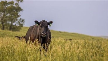 Angus cow in pasture