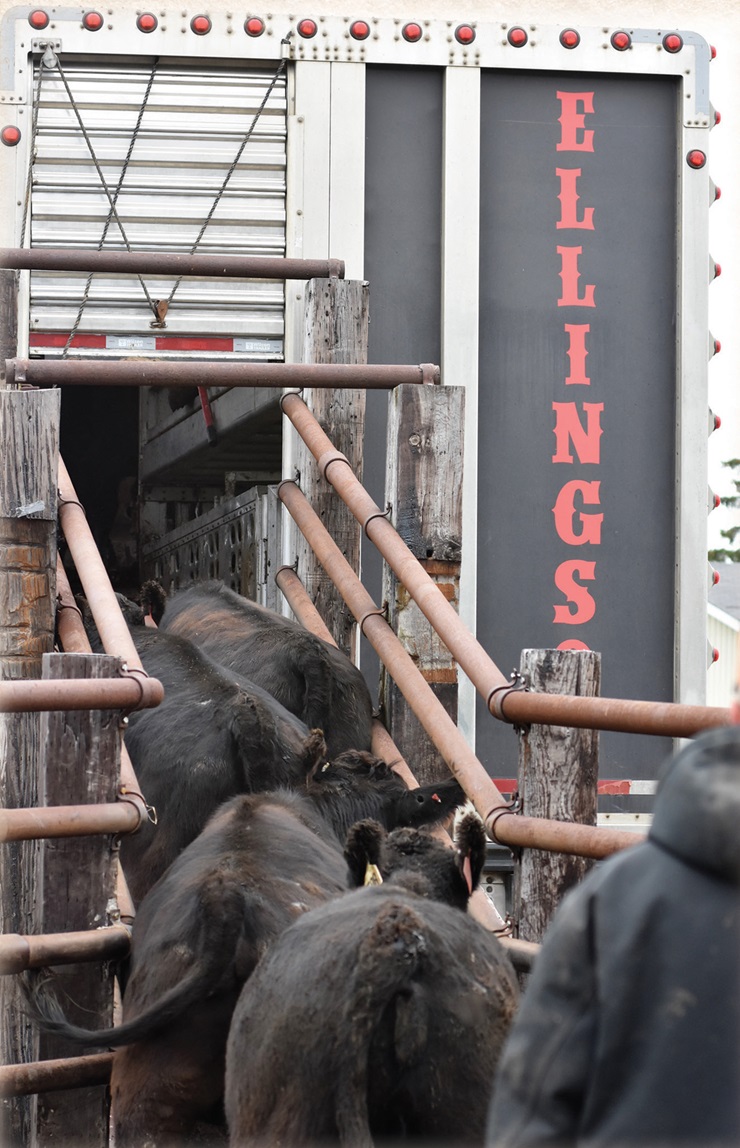 loading cattle