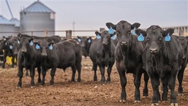 calves in feedlot