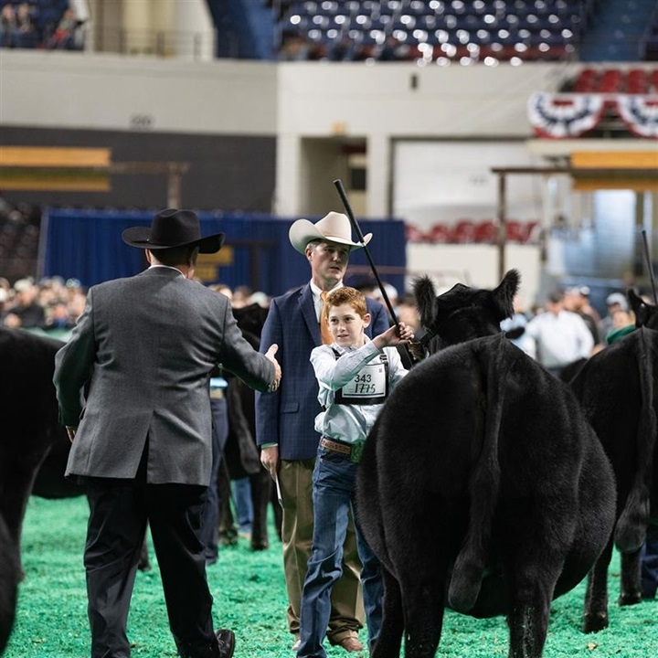 A young man exhibiting an Angus heifer being selected as a winner by the judge at NAILE 2023.