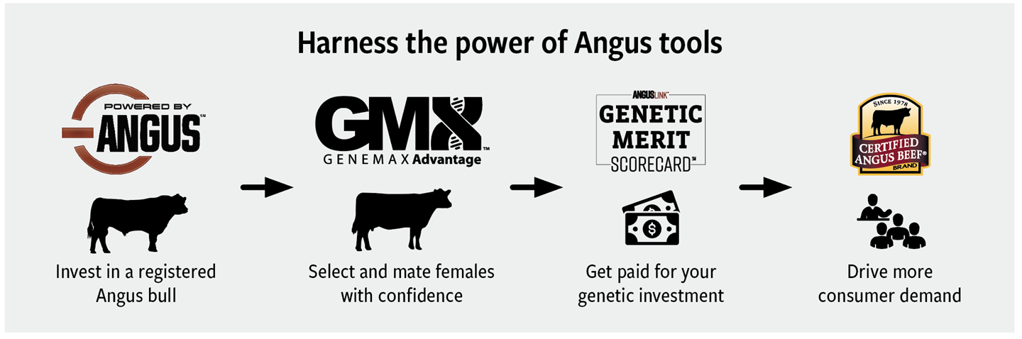 Harness the power of Angus tools