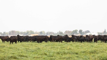 Large group of black Angus cattle grazing on green grass in the early morning.