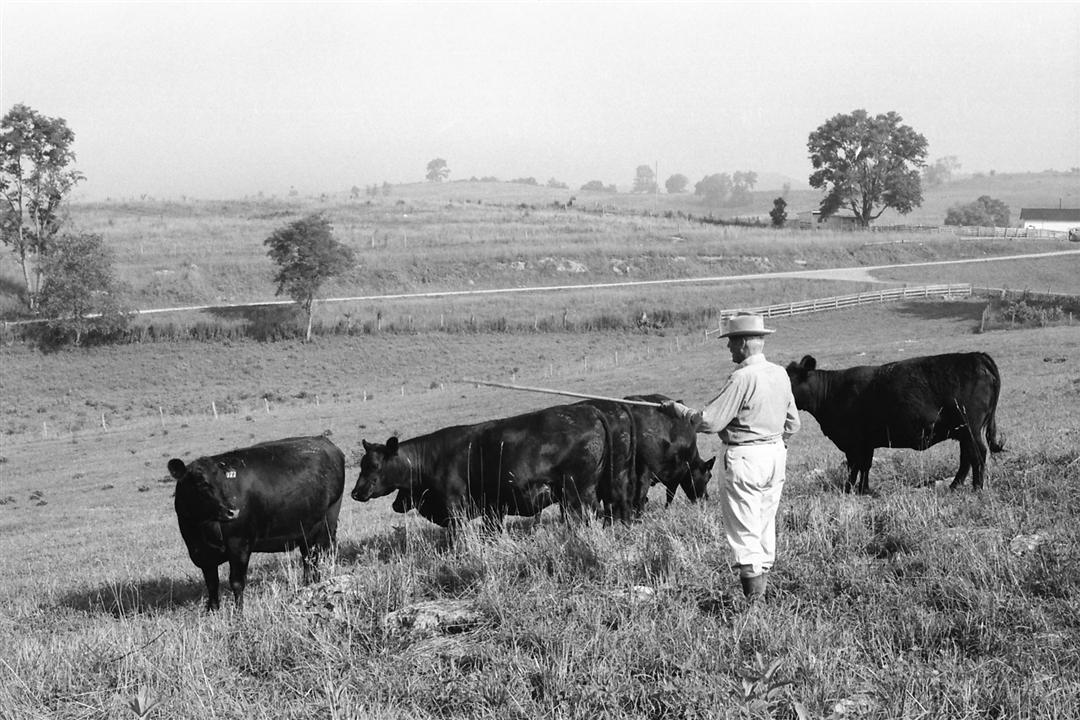 Mid-century photo of a herdsman gazing upon his Angus cattle in a pasture.