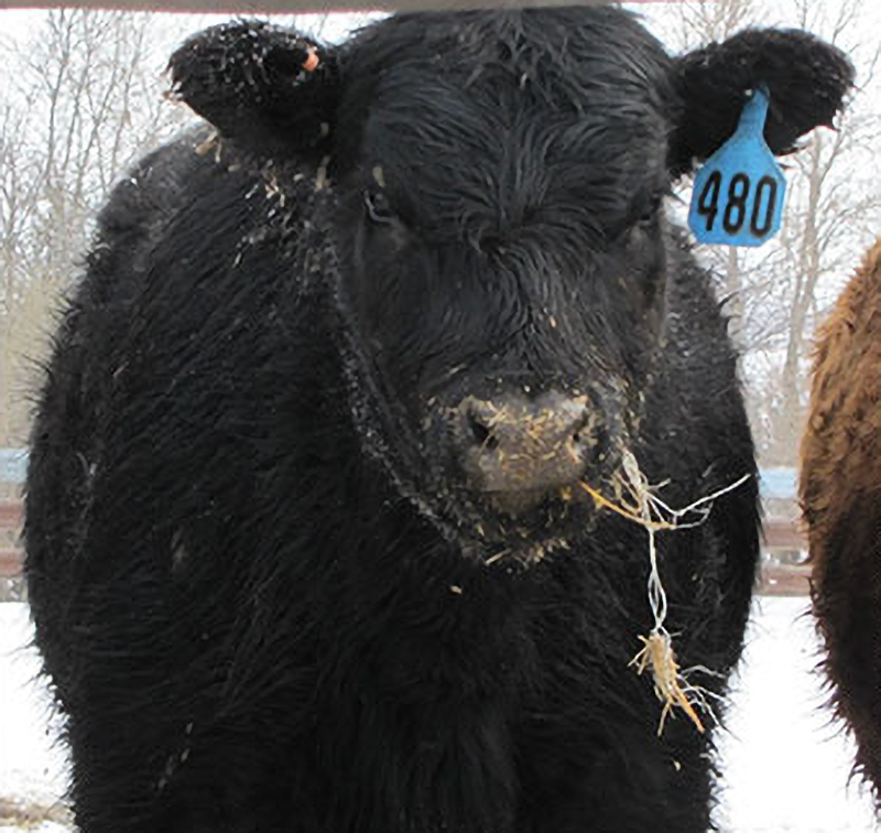 animal with twine problem