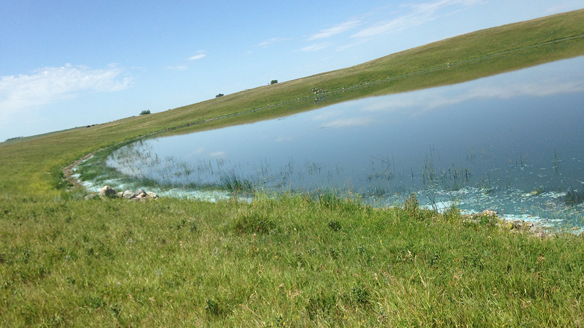 pond with algae