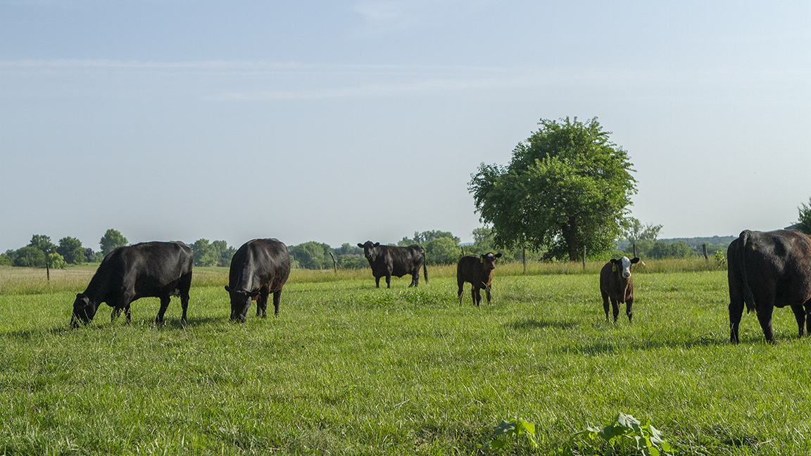 cattle in a field