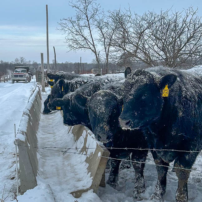 cattle in the snow