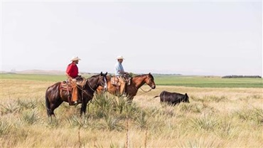 Two men on horseback in cattle pasture