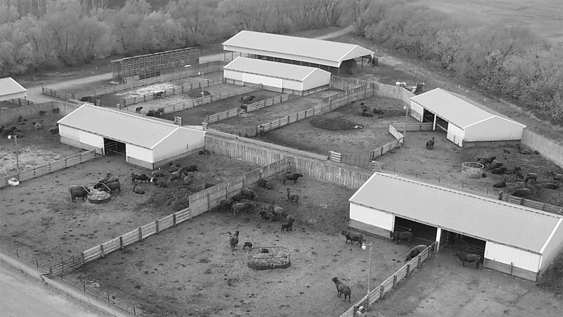 Once the cow herd has transitioned to a drylot, maintain a steady, consistent dry matter feed intake. [Photo courtesy NDSU]