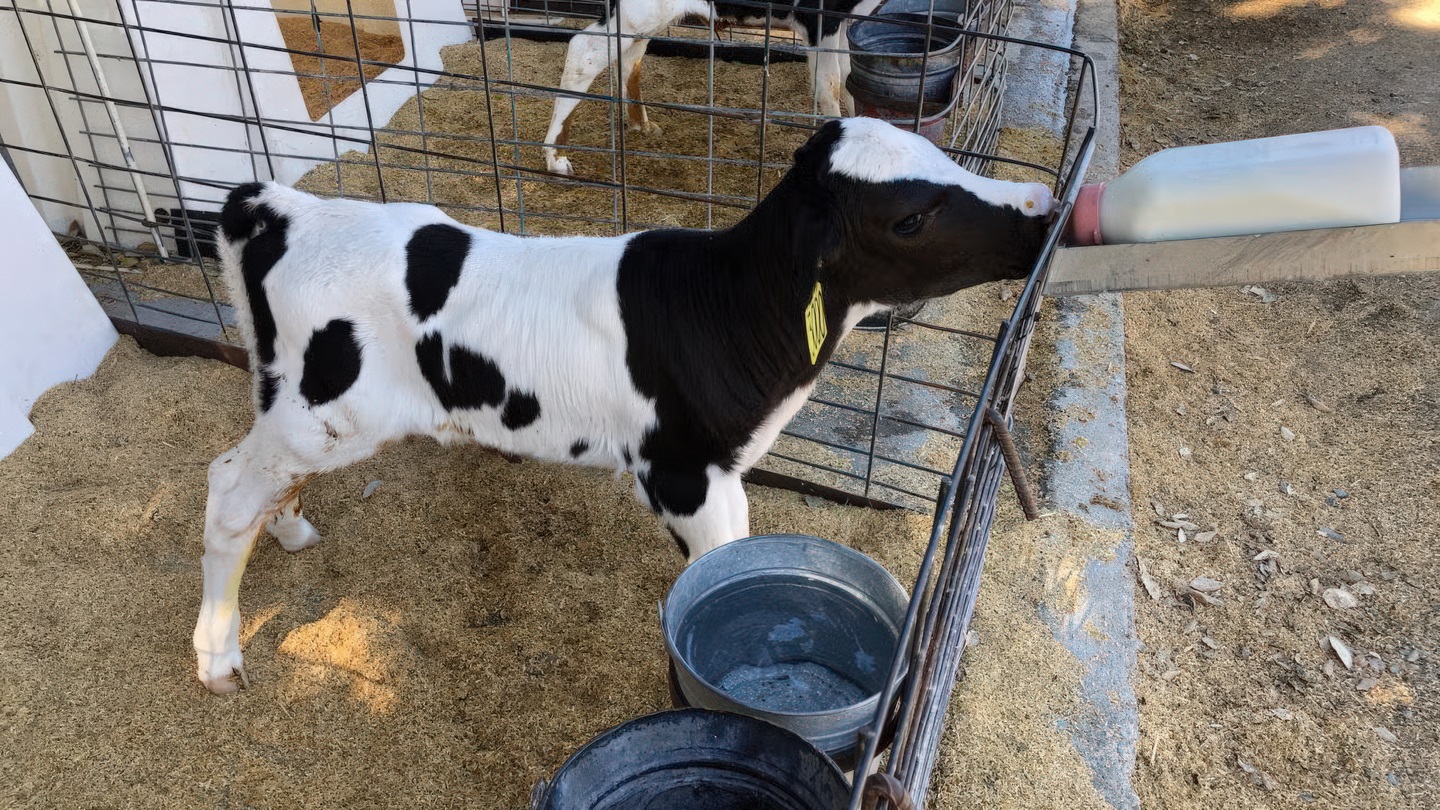 Dairy calf nursing