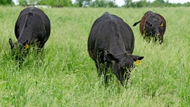 cattle in lush pasture