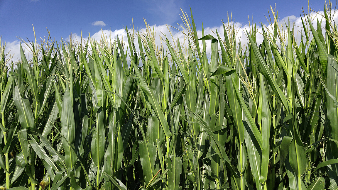 corn