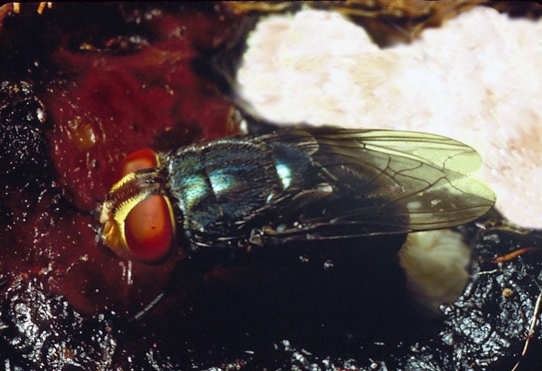 Cochliomyia hominivorax